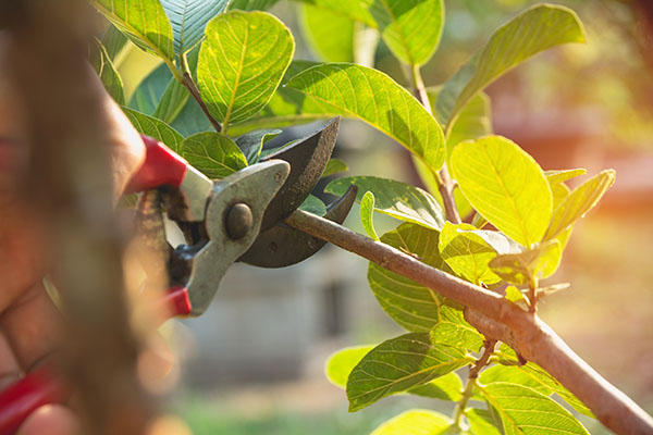 Image of pruning shears making a cut to prune a branch.