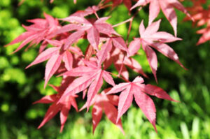 Emperor 1 Red Japanese Maples