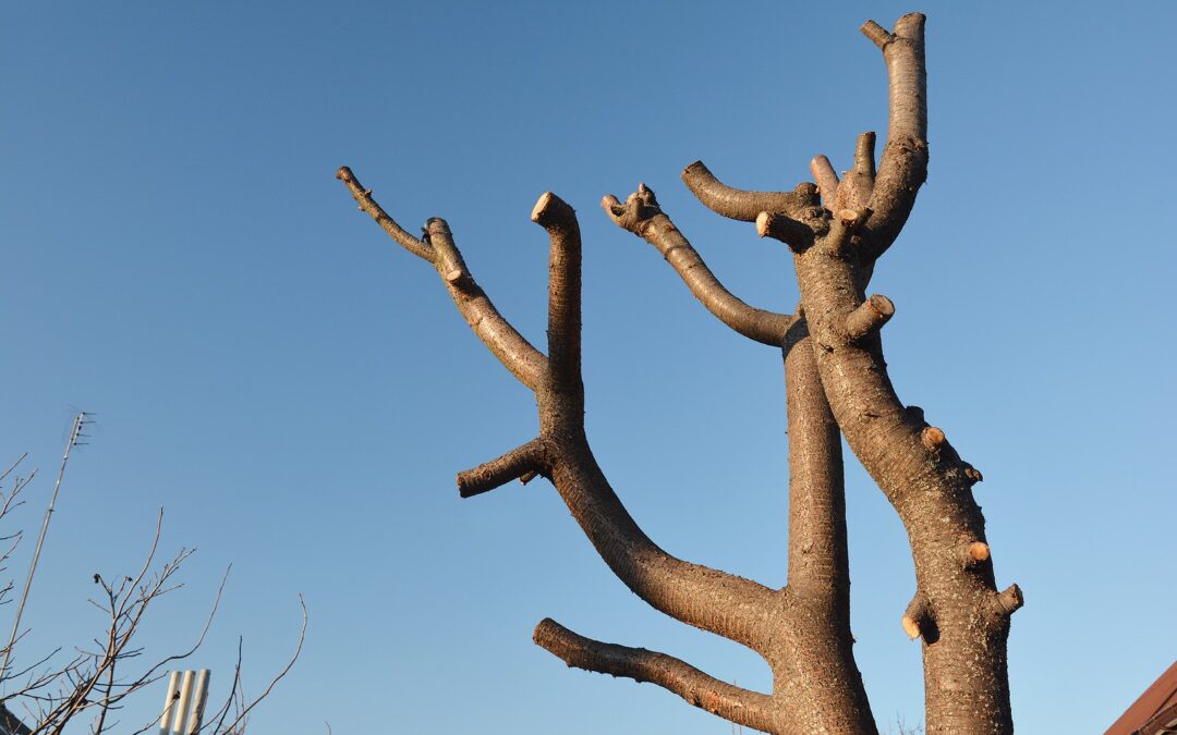 Bad Pruning: What not to do!
