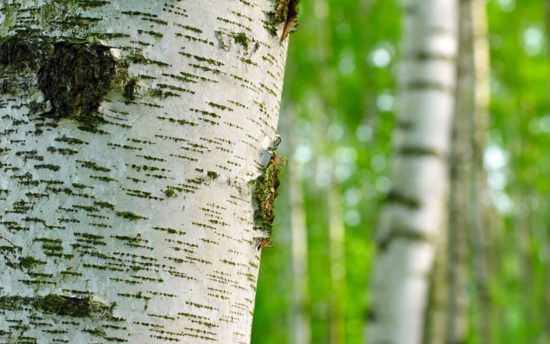 Plant Insect & Pest Profiles: The Bronze Birch Borer (BBB)