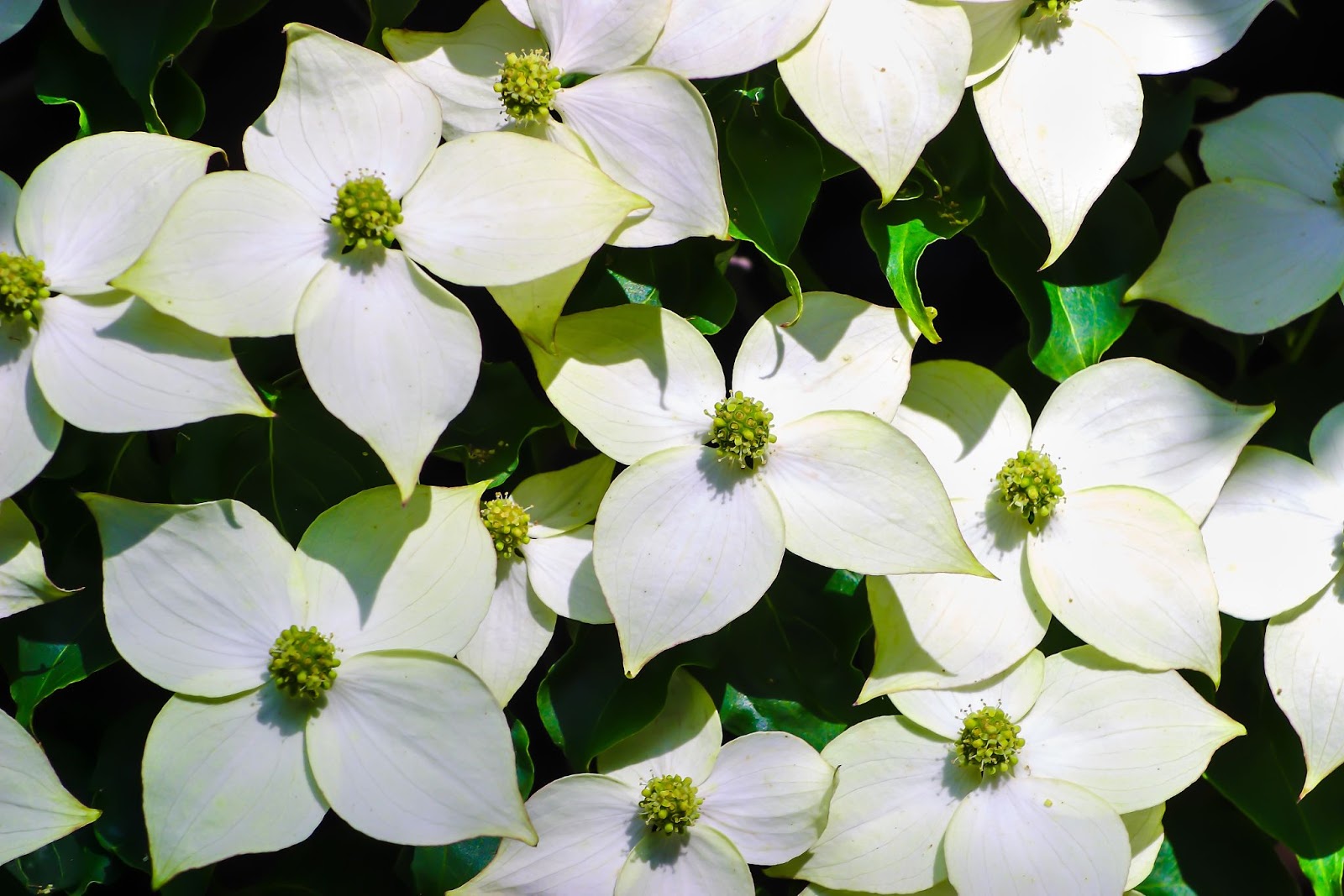 Close up of large, white Kousa dogwood flowers with light green centers and green leaves in the background.