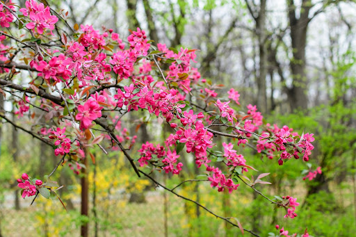 Plant a Flowering Crabapple for Beautiful Spring Flowers