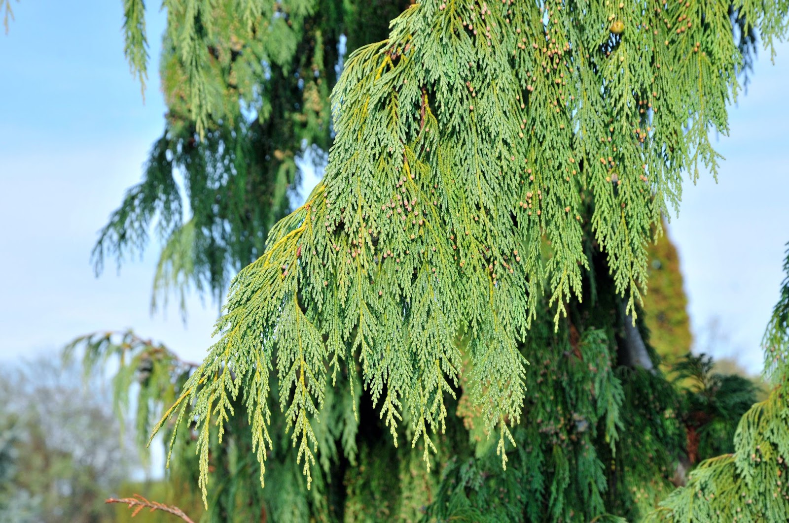 Large drooping branches of a blue-green weeping Alaskan cedar.