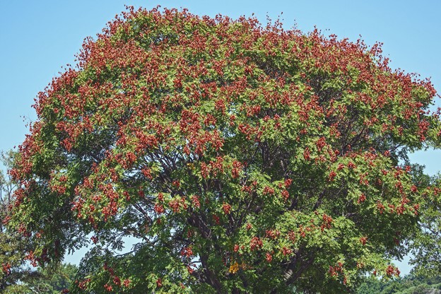 Flowering Tree Profiles: Golden Rain Tree