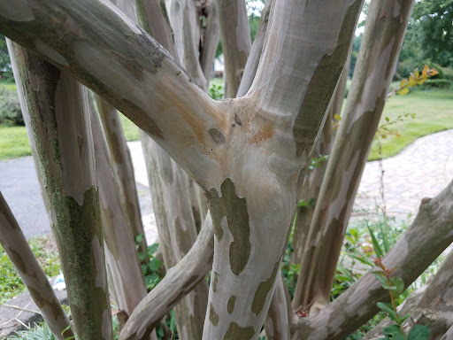 Image of a close up of the attractive, peeling, mottled gray and tan bark of the crepe myrtle or lagerstroemia indica that appears in winter.
