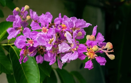 Image of a close up of the pink/purple flowers of the crape myrtle or Lagerstroemia indica tree.