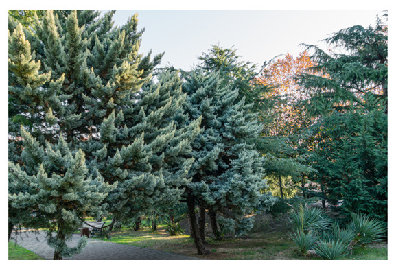 Drought-Tolerant Trees for the Pacific Northwest